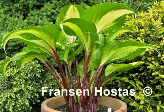 Hosta Raspberry Sundae